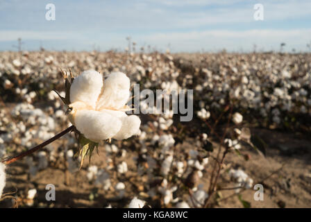 In prossimità di un'apertura il cotone boll nel campo Foto Stock