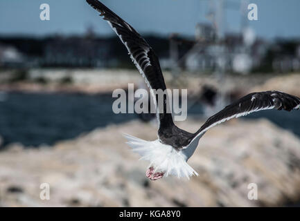 I capretti gabbiano a seashore in Rhode Island Foto Stock