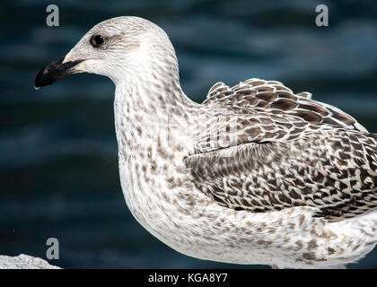 I capretti gabbiano a seashore in Rhode Island Foto Stock