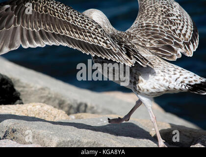 I capretti gabbiano a seashore in Rhode Island Foto Stock