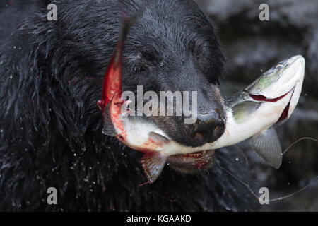 Orso nero con Salmone in bocca Foto Stock