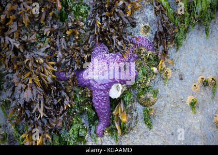 Viola stella di mare, British Columbia Foto Stock