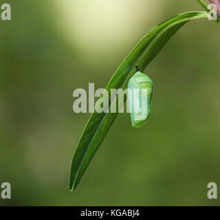 Farfalla monarca crisalide o pupa attaccata a una foglia milkweed. verde naturale sfondo con copia spazio. Foto Stock