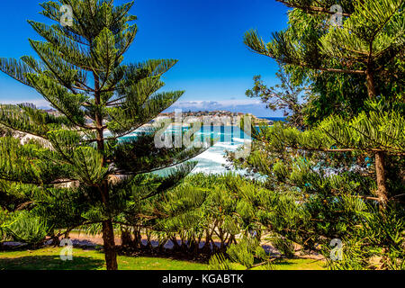 Alberi di pino a Bondi Beach a Sydney, NSW, Australia Foto Stock