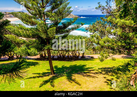 Alberi di pino a Bondi Beach a Sydney, NSW, Australia Foto Stock