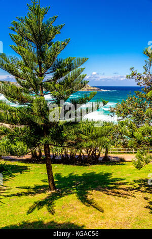 Alberi di pino a Bondi Beach a Sydney, NSW, Australia Foto Stock
