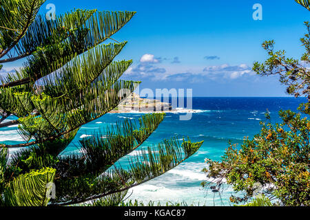 Alberi di pino a Bondi Beach a Sydney, NSW, Australia Foto Stock