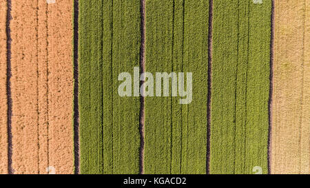 Vista aerea del campo con multi-colore di frumento. Foto Stock