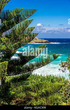 Alberi di pino a Bondi Beach a Sydney, NSW, Australia Foto Stock