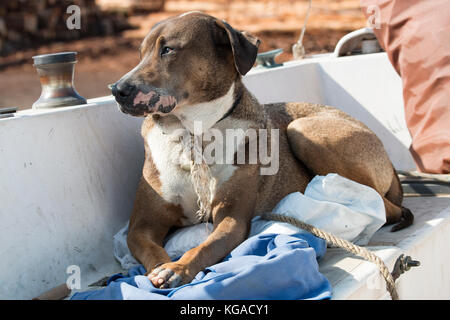 Koa il segugio relax su una barca Foto Stock