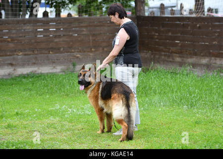 Orenburg, Russia, 11 giugno 2017 anno: pastore a dog show 'colori dell'estate 2017' Foto Stock