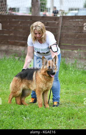 Orenburg, Russia, 11 giugno 2017 anno: pastore a dog show 'colori dell'estate 2017' Foto Stock