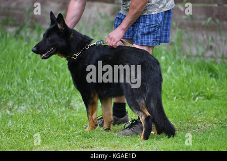 Orenburg, Russia, 11 giugno 2017 anno: pastore a dog show 'colori dell'estate 2017' Foto Stock