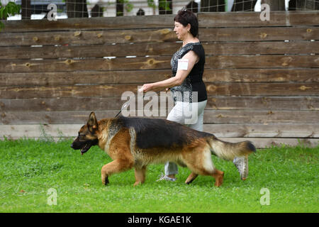 Orenburg, Russia, 11 giugno 2017 anno: pastore a dog show 'colori dell'estate 2017' Foto Stock