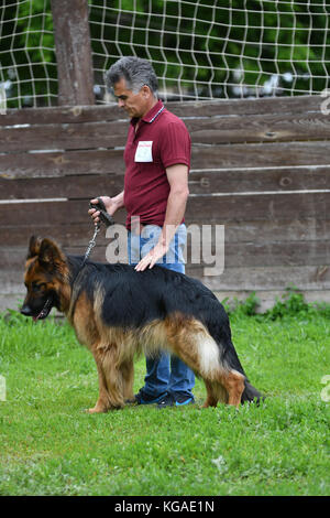 Orenburg, Russia, 11 giugno 2017 anno: pastore a dog show 'colori dell'estate 2017' Foto Stock