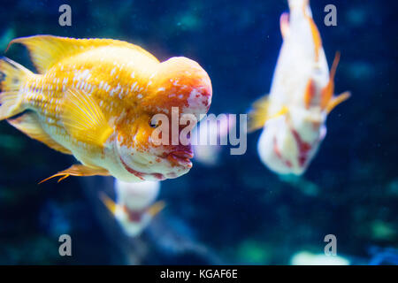 Ritratto di flowerhead cichild pesce nuotare in acquario Foto Stock