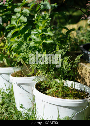 Carote e pastinaca crescente nella vecchia vernice bucket. Foto Stock