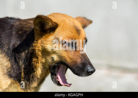 Ritratto di un cane con ampia bocca aperta Foto Stock