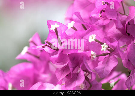 Bouganvillea Foto Stock