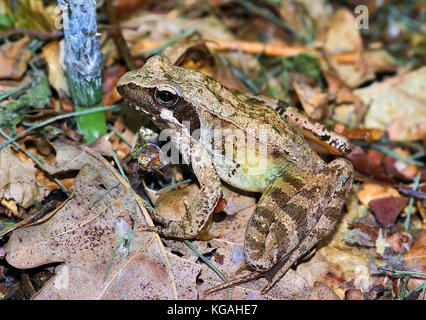 Rana agile italiana (Rana latastei) Foto Stock