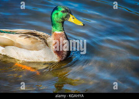 Chiudere l immagine di un maschio adulto Mallard duck con spazio di copia Foto Stock