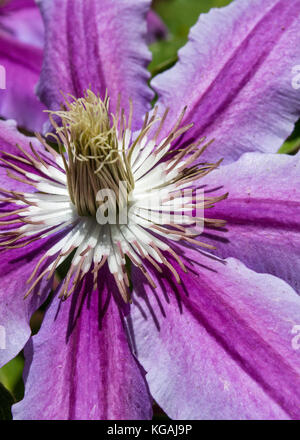 Sole estivo su grandi rosa e lavanda clematis fiore, una vite rampicante in Seattle, Washington Foto Stock