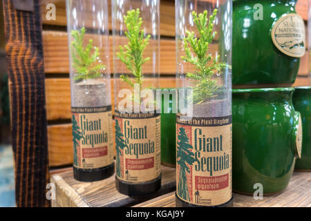 Sequoia alberelli come souvenir Sequoia Alberelli per la vendita come souvenir nel Parco Nazionale di Sequoia Foto Stock