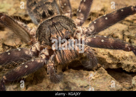 Huntsman Spider Heteropoda sp. Heteropoda è un genere di ragni nella famiglia Sparassidae, la huntsman ragni. Essi sono distribuiti principalmente in tropico Foto Stock