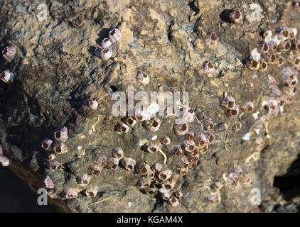 Patelle un gruppo tassonomico di lumache di mare o marine molluschi gasteropodi attaccata alla roccia basaltica su Ocean Beach ,Bunbury Western Australia sono dolce. Foto Stock