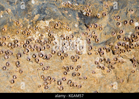 Patelle un gruppo tassonomico di lumache di mare o marine molluschi gasteropodi attaccata alla roccia basaltica su Ocean Beach ,Bunbury Western Australia sono dolce. Foto Stock