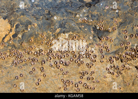 Patelle un gruppo tassonomico di lumache di mare o marine molluschi gasteropodi attaccata alla roccia basaltica su Ocean Beach ,Bunbury Western Australia sono dolce. Foto Stock