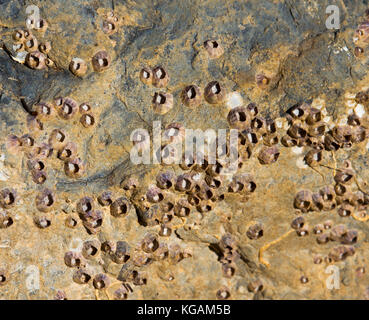 Patelle un gruppo tassonomico di lumache di mare o marine molluschi gasteropodi attaccata alla roccia basaltica su Ocean Beach ,Bunbury Western Australia sono dolce. Foto Stock