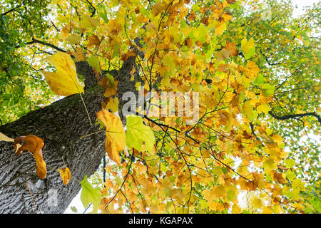 Tulip Tree Tiriodendron tulipifera in autunno Foto Stock