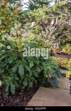 Fatsia japonica in pieno fiore, novembre 2017 in un giardino Devon, ammorbidimento dei bordi di una serie di gradini di pietra. Foto Stock