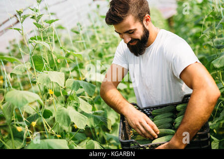 L'agricoltore maschio picking cetrioli freschi dal suo giardino in serra Foto Stock