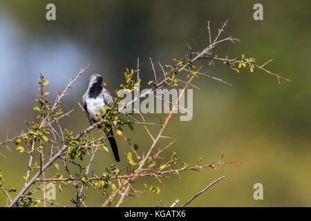 Namaqua colomba nel parco nazionale di Kruger, sud africa ; specie oena capensis famiglia di columbidi Foto Stock
