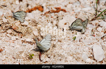 Aporia crataegi farfalle dalla famiglia pieridae, noto anche come nero-bianco venato. comune nella maggior parte dell'Europa, questi sono stati girati in Italia n.e. Foto Stock