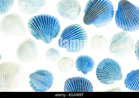 Varietà di blu e bianco di shell in diverse dimensioni visto da sopra isolata su uno sfondo bianco Foto Stock