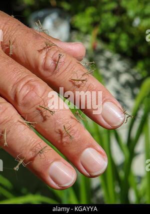 Dita coperte di recente baby tratteggiata mantide religiosa insetti Foto Stock