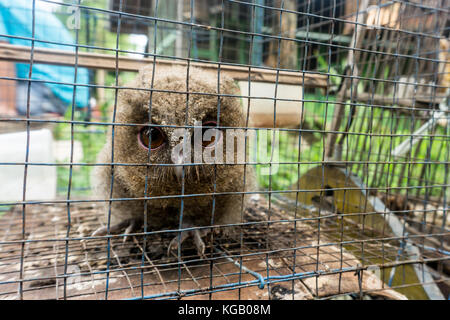 Uccelli esotici mercato - Civetta Foto Stock