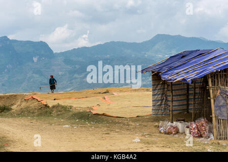 Dong Van (Ha Giang) Vietnam - Donna rastrellatura il riso per asciugare Foto Stock