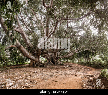 Hsipaw 3-giorno escursione a Shan villaggi - 200+ anno vecchio bodhi tree Foto Stock