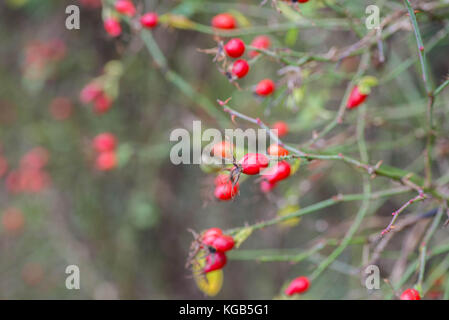 Rosa canina, rosa canina bacche rosse closeup Foto Stock