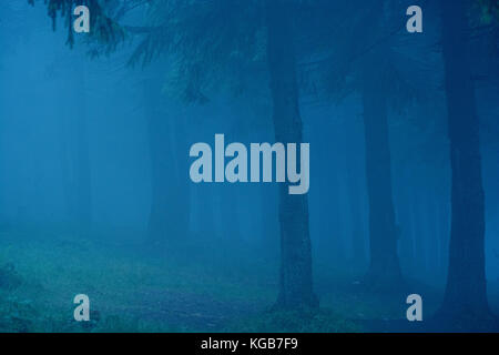 Dark sognante foresta con nebbia. beatuful sfondo. Foto Stock