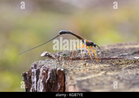 Close-up di una femmina parassitoide wasp (dolichomitus imperator) cercando di trovare un posto per depositare le sue uova Foto Stock