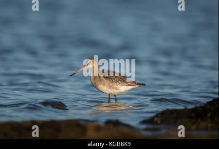 Nero-tailed godwit, guadare in mare Foto Stock