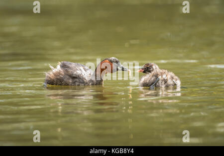 Tuffetto Tachybaptus ruficollis, alimentando il suo bambino Foto Stock