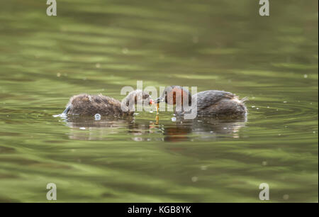 Tuffetto Tachybaptus ruficollis, alimentando il suo bambino Foto Stock