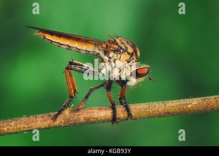 Orange Robberfly/Asilidae posatoi sul secco ramoscello con sfondo verde Foto Stock