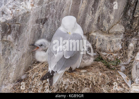 Kittiwake, rissa con i suoi pulcini sul nido Foto Stock